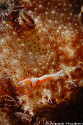 Imperator shrimp, Periclimenes imperator on a Discodoris ... by Anouk Houben 